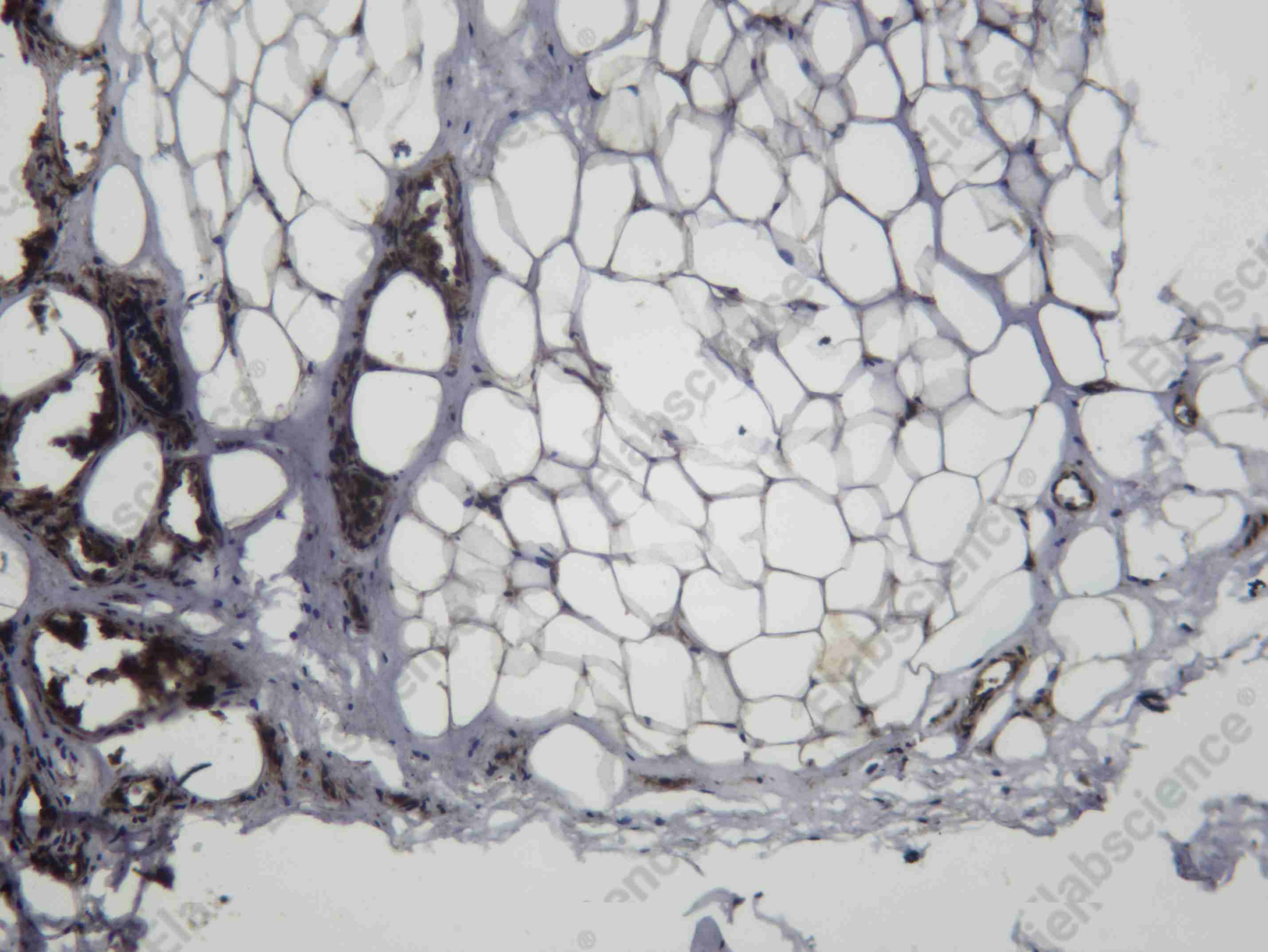 Recombinant Rac1/2/3 Monoclonal Antibody - 1