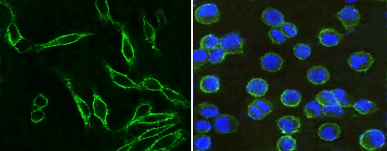 CD9 Monoclonal Antibody - small - 2