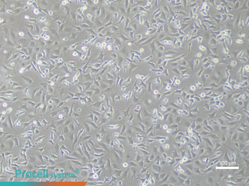 Mouse Aortic Endothelial (Primary cell immortalization) Cell Complete MediumMouse Aortic Endothelial (Primary cell immortalization) Cell Complete Medium - 2