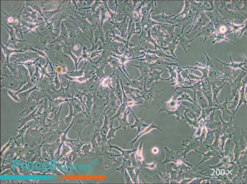 B16-F0 Cell Complete Medium - small - 6