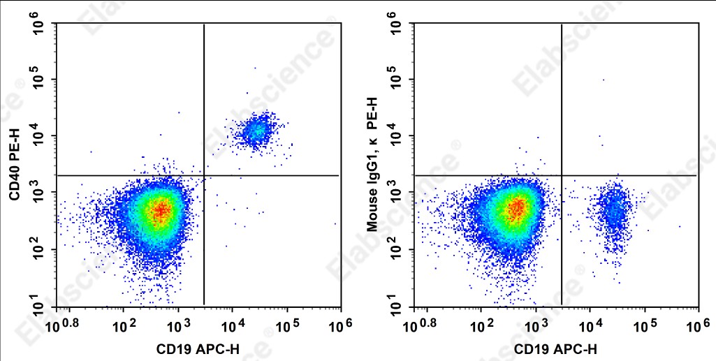 PE Anti-Human CD40 Antibody[5C3] - 1