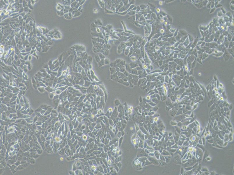 NCI-H358 Cell Complete Medium - 3