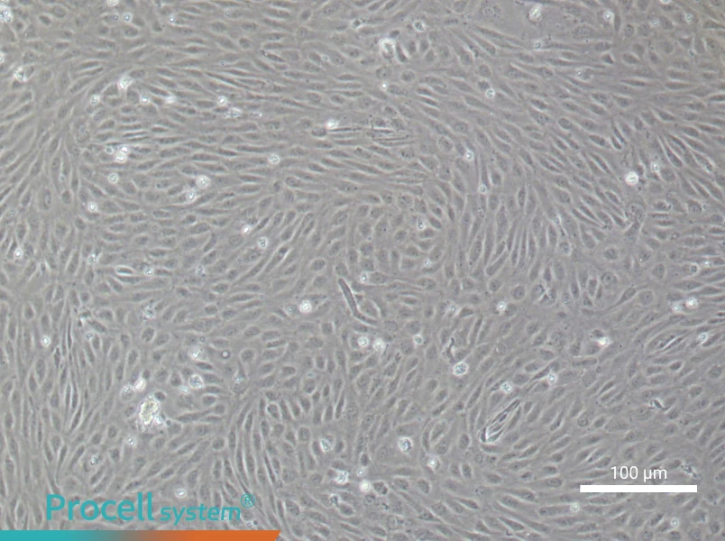 Human Aortic Endothelial Cell Complete Medium - 1
