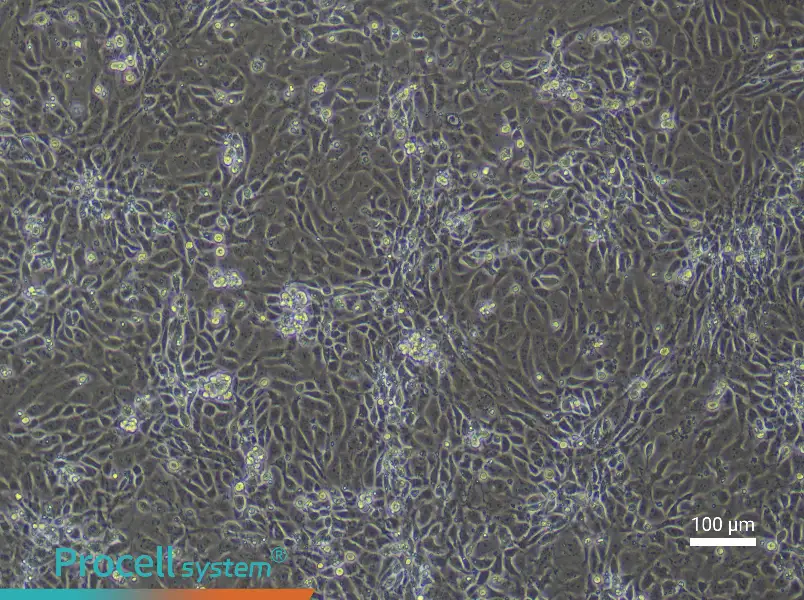 Mouse Small Intestinal Mucosal Epithelial Cell Complete Medium - 2