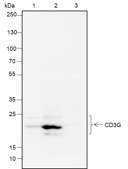 Recombinant CD3G Monoclonal Antibody - small - 5