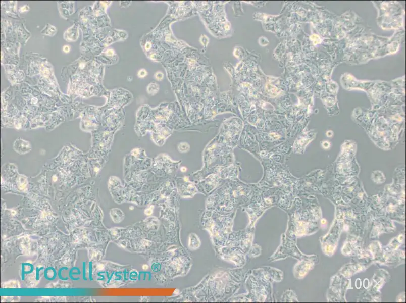 MDA-MB-175VII (DMEM) Cell Complete MediumMDA-MB-175VII (DMEM) Cell Complete Medium - 3