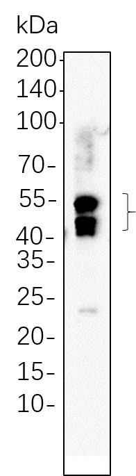 Recombinant LEF1 Monoclonal Antibody-searchlist-1