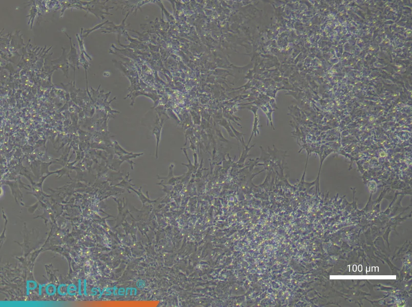 Chicken Follicle Granulosa Cell Complete Medium - 3