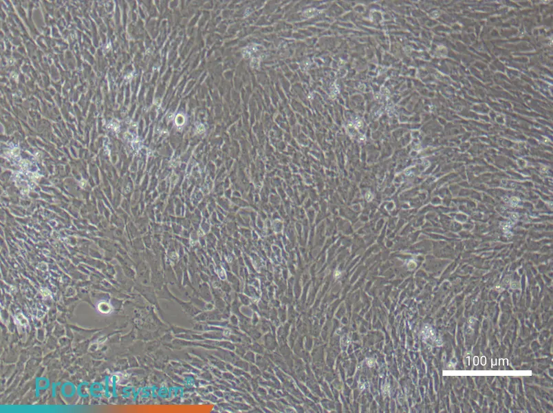 Mouse Ovarian Granulosa (Primary cell immortalization) Cell Complete MediumMouse Ovarian Granulosa (Primary cell immortalization) Cell Complete Medium - 2