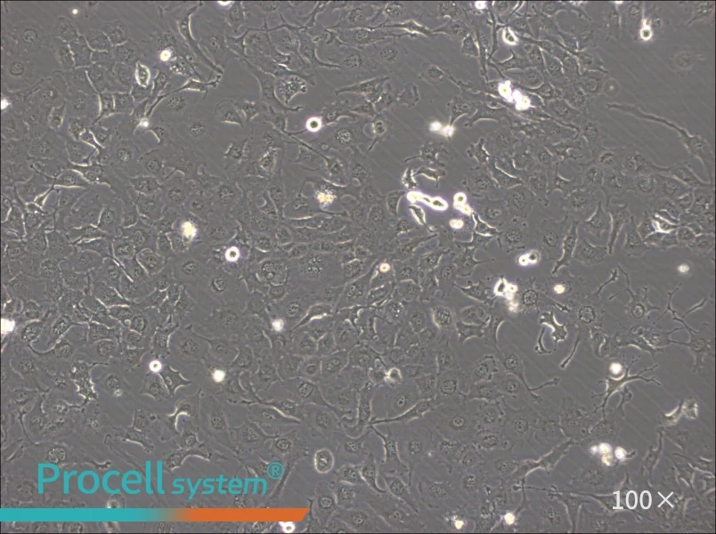 BT-549 Cell Complete Medium - 3