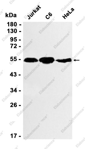 Recombinant Smad3 Monoclonal Antibody - 1