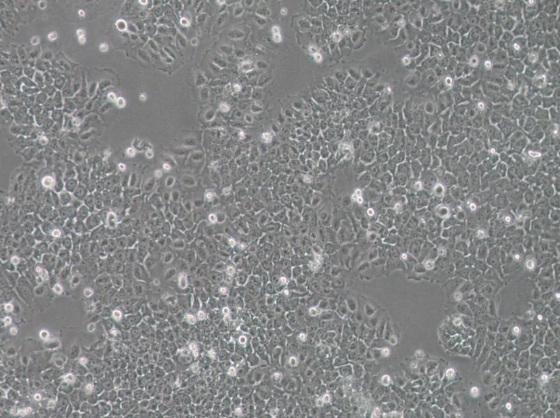 SACC-83 Cell Complete MediumSACC-83 Cell Complete Medium - 2