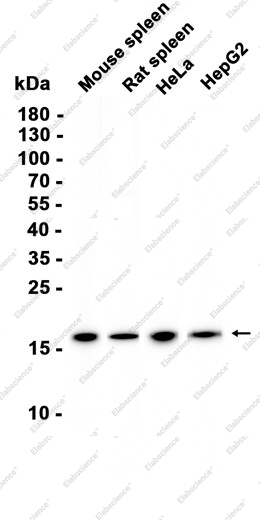 Recombinant RPL26L1 Monoclonal Antibody - 1