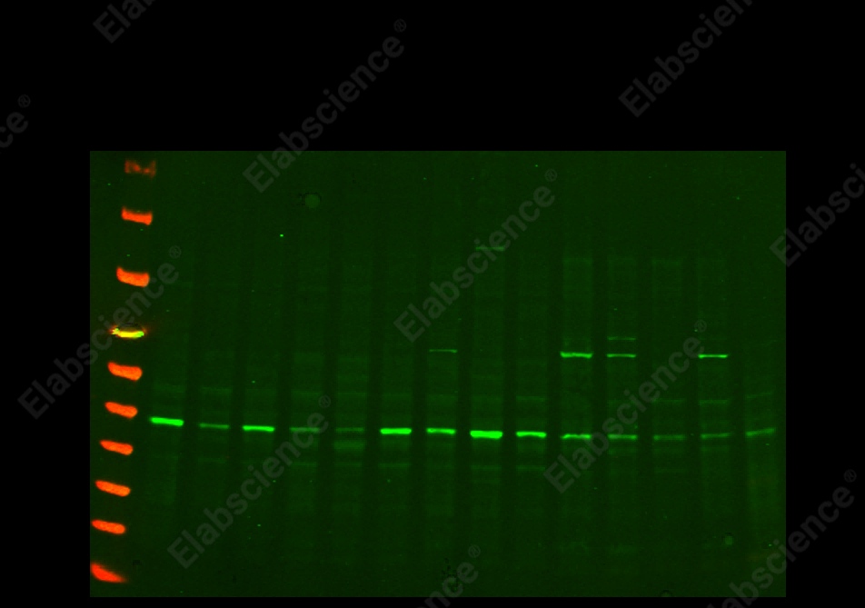 Recombinant p38 Monoclonal Antibody - 1