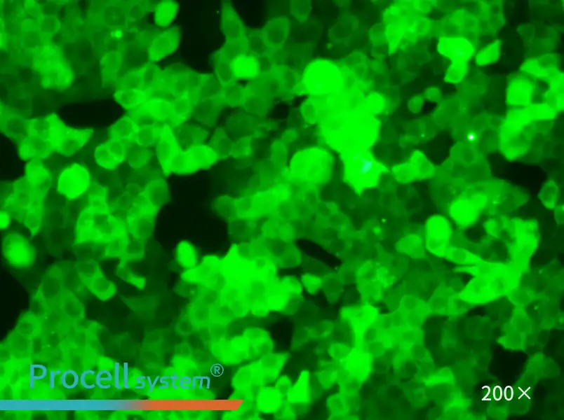 HCT 116-GFP Cell Complete Medium - 4