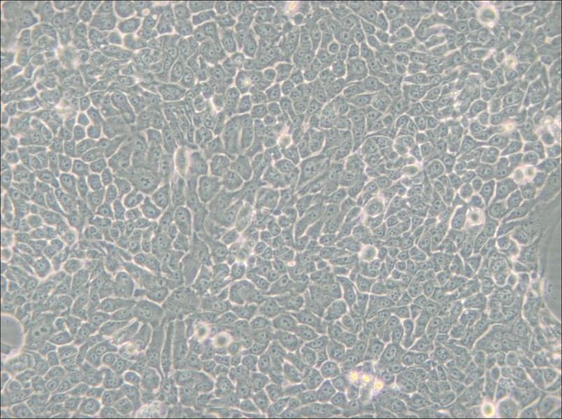 Detroit 562 Cell Complete Medium - 4