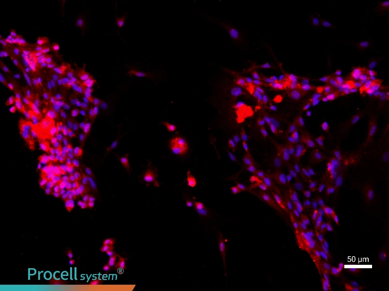 Rat Liver Sinusoidal Endothelial Cell Complete Medium - 1