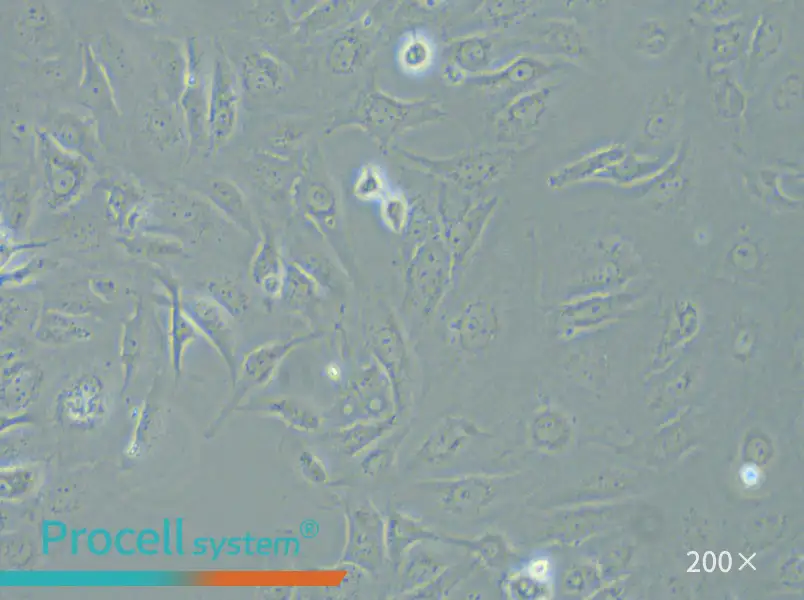 LX-2 Cell Complete Medium - small - 4