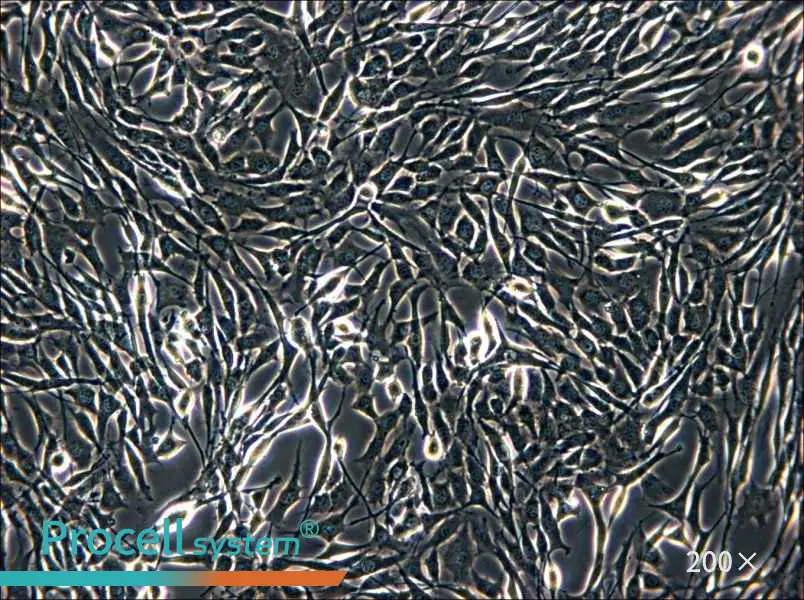 YUMM1.1 Cell Complete Medium - 6