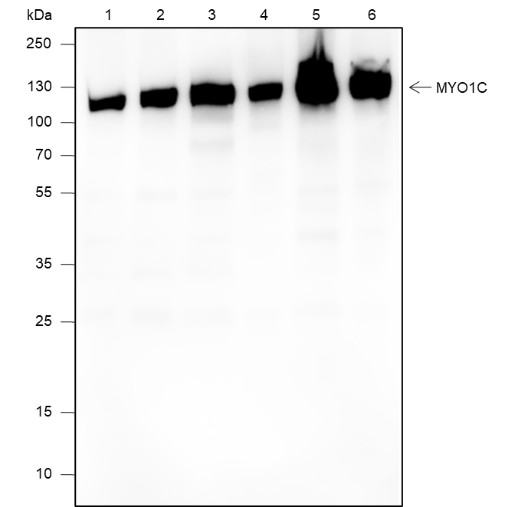 Recombinant MYO1C Monoclonal Antibody-searchlist-1