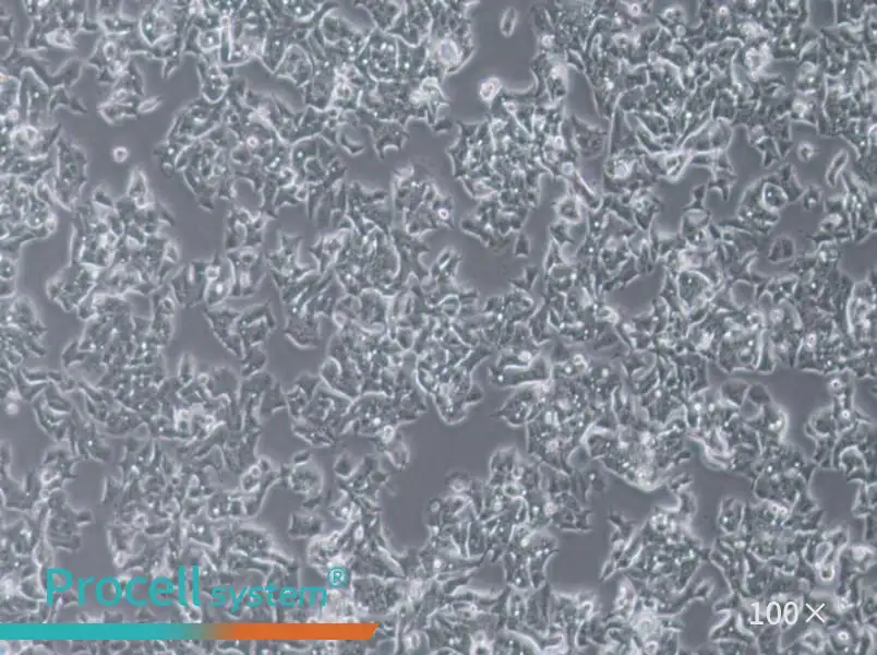 LS180 Cell Complete Medium - 1