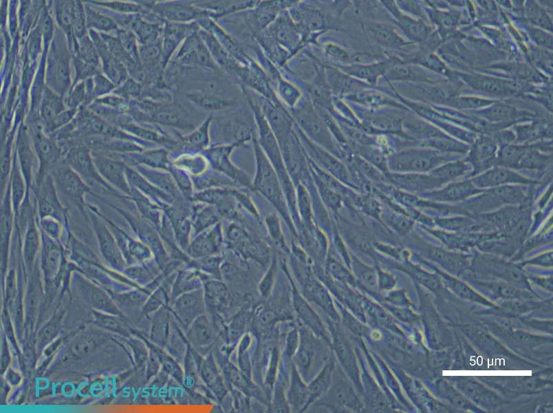 Rabbit Bladder Fibroblast Complete MediumRabbit Bladder Fibroblast Complete Medium - 5