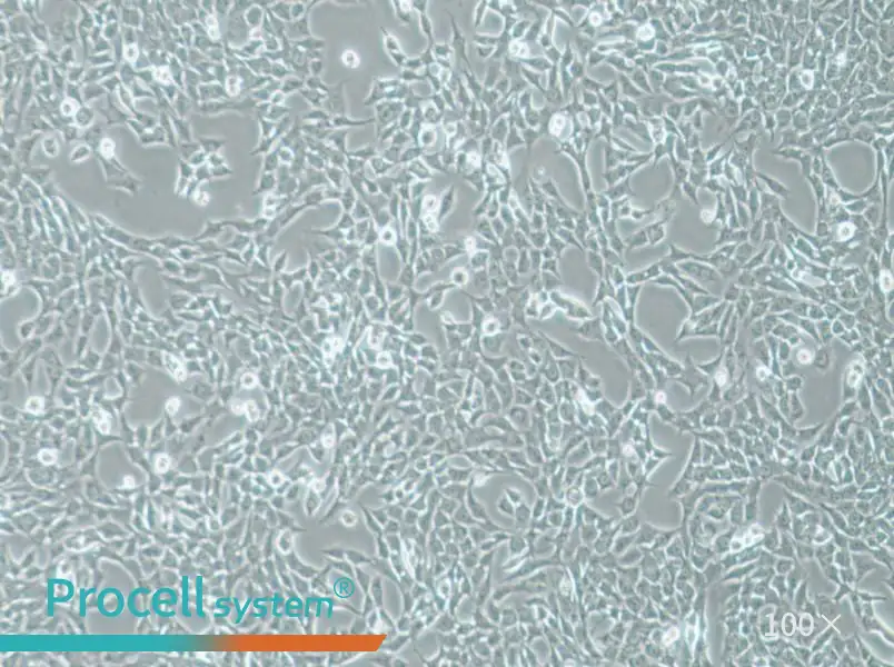 ATDC-5 Cell Complete Medium - 1