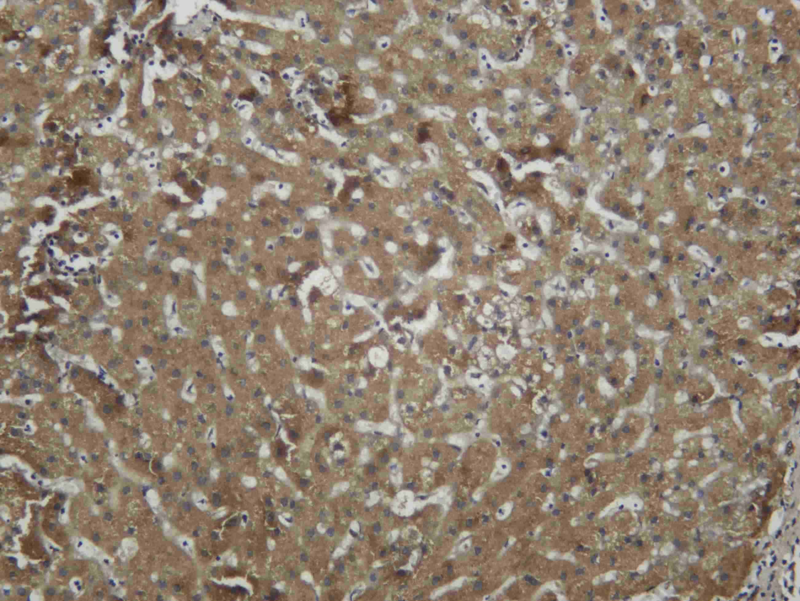 Recombinant C3 Monoclonal Antibody - 2