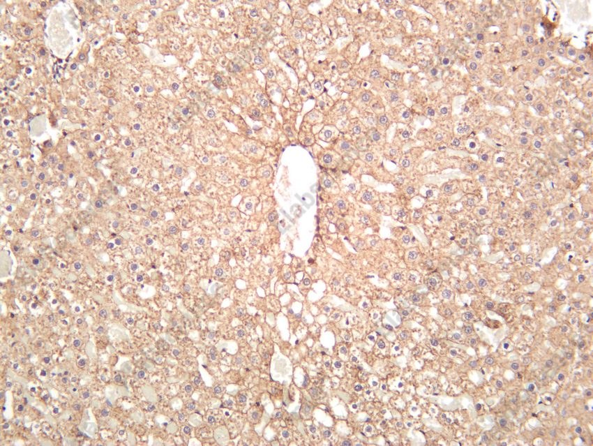 Recombinant N-Cadherin/CD325/CDH2 Monoclonal Antibody - 5