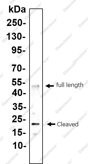 Recombinant Cleaved Caspase-8 (Asp387) Monoclonal Antibody - 1