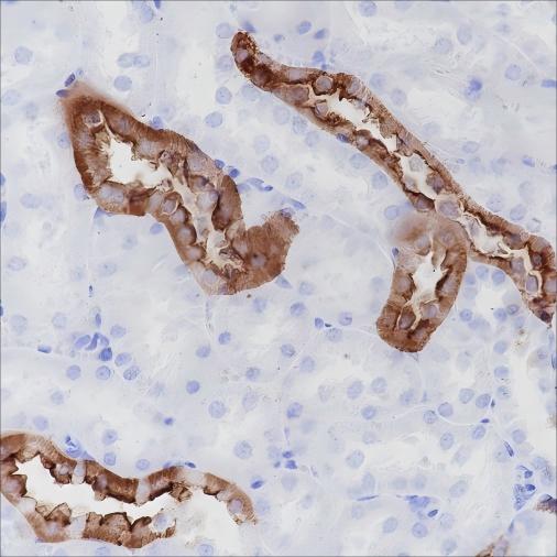Recombinant CD15/SSEA1 Monoclonal Antibody - small - 4