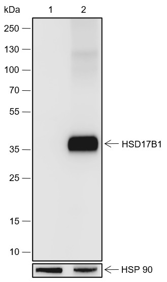 Recombinant HSD17B1 Monoclonal Antibody-searchlist-1