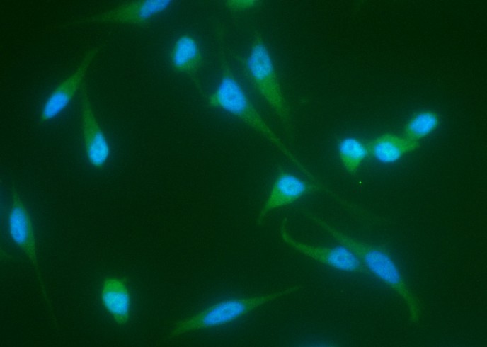 Recombinant JNK2/MAPK9 Monoclonal Antibody-searchlist-1