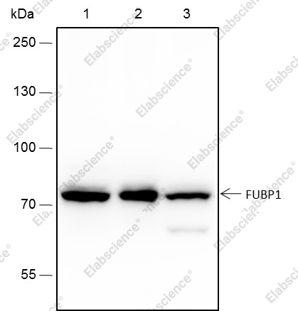 Recombinant FUBP1 Monoclonal Antibody - 1