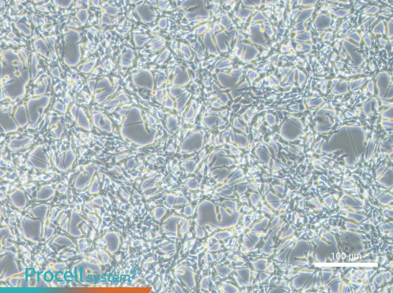 CT26.WT Cell Complete Medium - 1