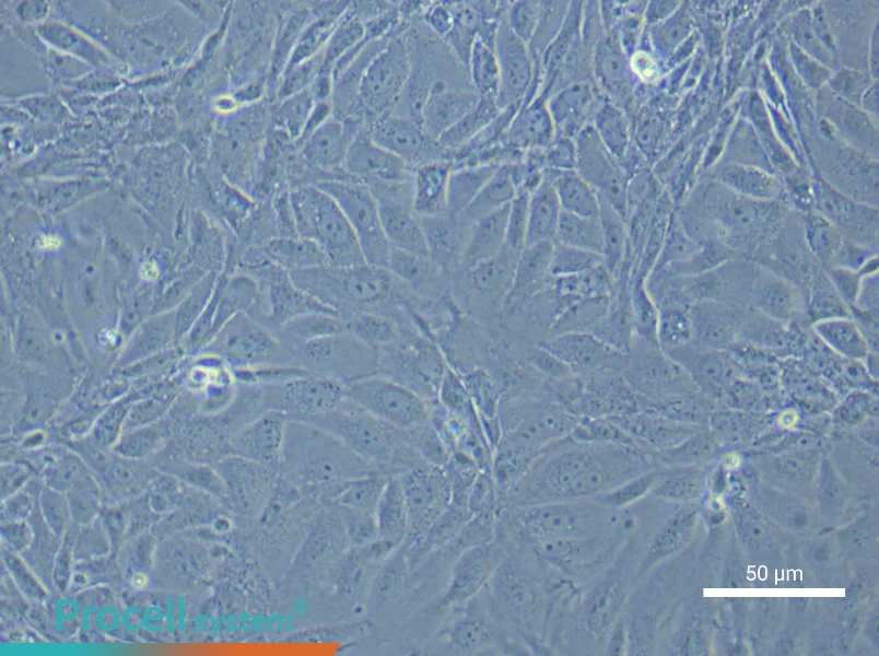 Mouse Prostate Epithelial Cell Complete Medium - 4