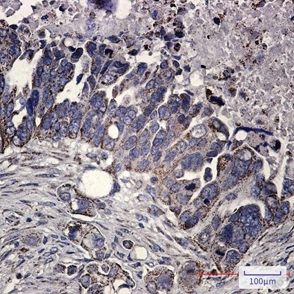 Recombinant FH Monoclonal Antibody - 4