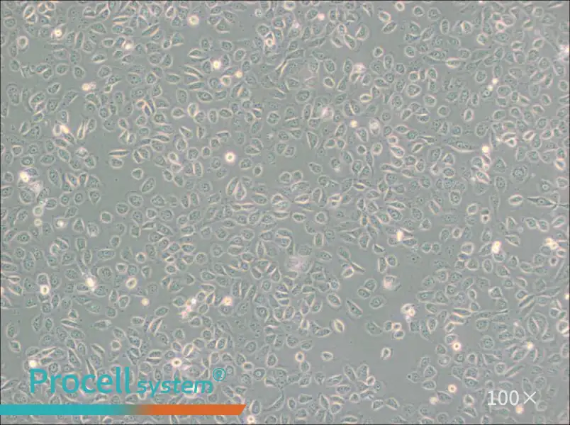 5637 Cell Complete Medium - 3