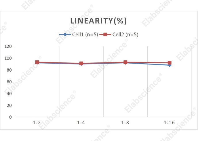 CellaQuant™ Rat IFN-γ (Interferon Gamma) ELISA Kit - 2