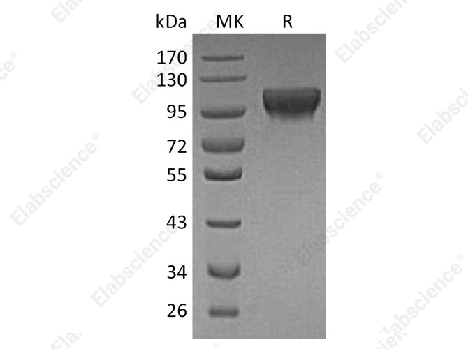 Recombinant Human HER4/ErbB4 Protein (His Tag) - 1