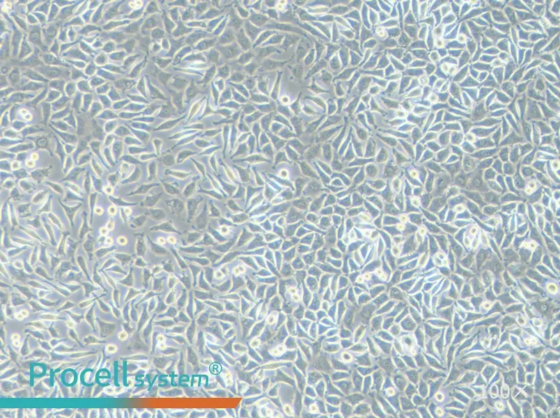 NCTC clone 929 Cell Complete Medium - 1