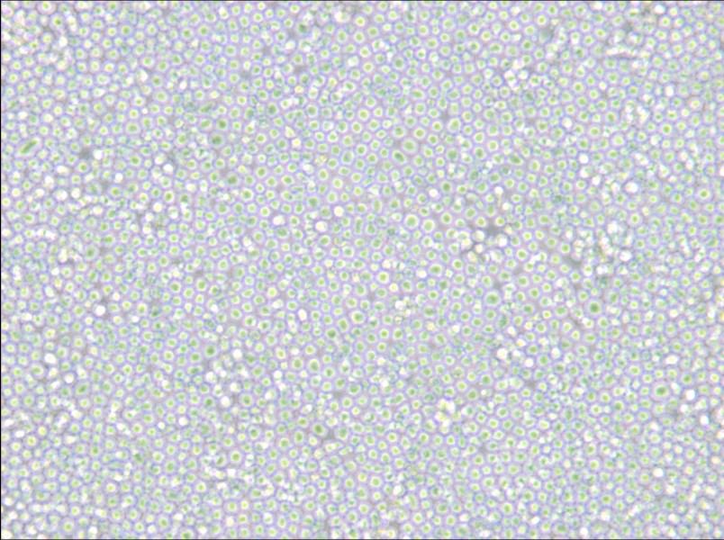 MEL Cell Complete Medium - 6