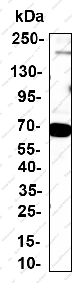 Recombinant Synaptotagmin 1 Monoclonal Antibody - 4