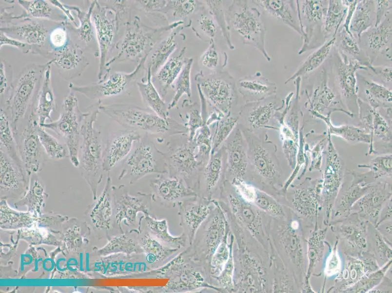 A-498 Cell Complete Medium - small - 4