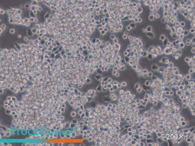 Y3-Ag 1.2.3 Cell Complete Medium - 4