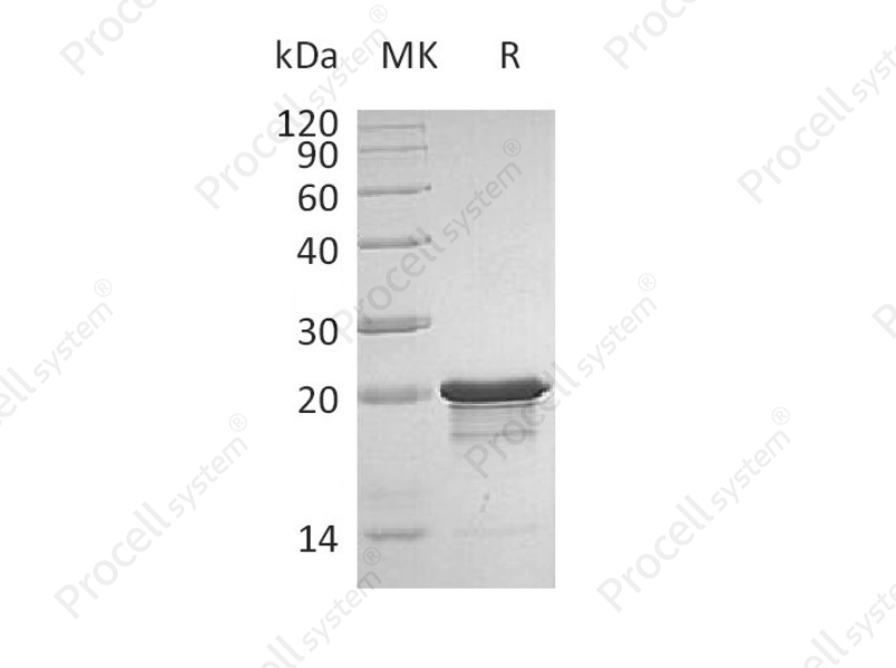 FGF-8B, Human, Recombinant