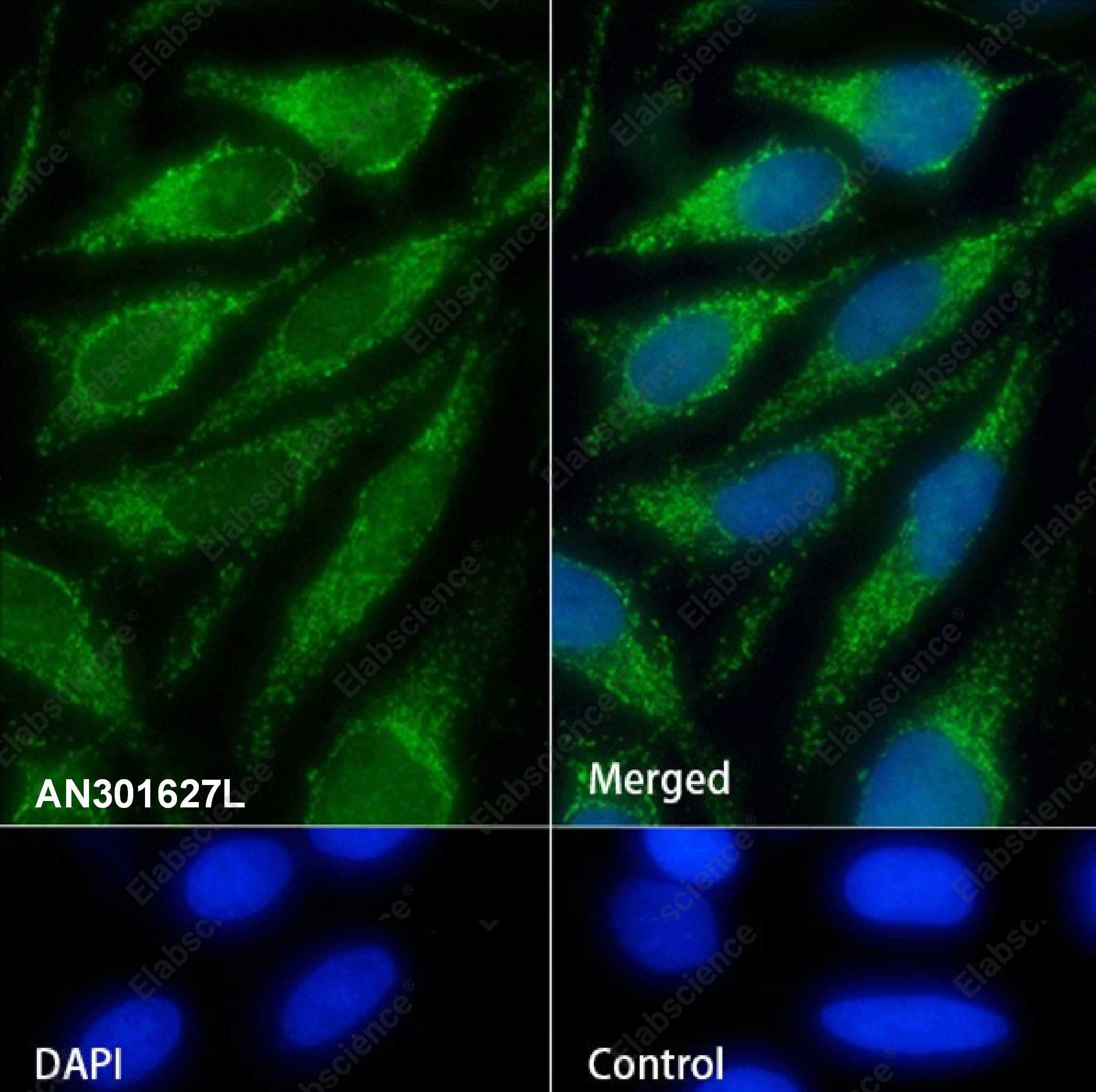 Recombinant PHB2 Monoclonal Antibody - 2