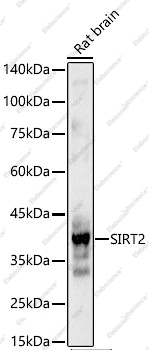 SIRT2 Polyclonal Antibody - 7