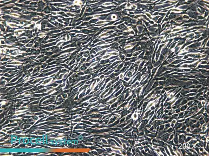 YUMM1.1 Cell Complete Medium - 4