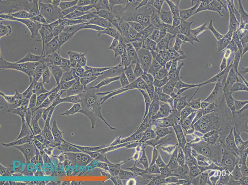 NIH/3T3 Cell Complete Medium - small - 6